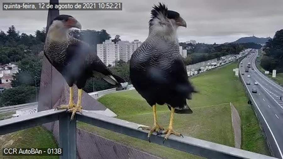 Gavi&otilde;es-Carcar&aacute; pousam em frente &agrave; c&acirc;mera de monitoramento de tr&aacute;fego da Rodovia dos Bandeirantes (SP-348), na Capital