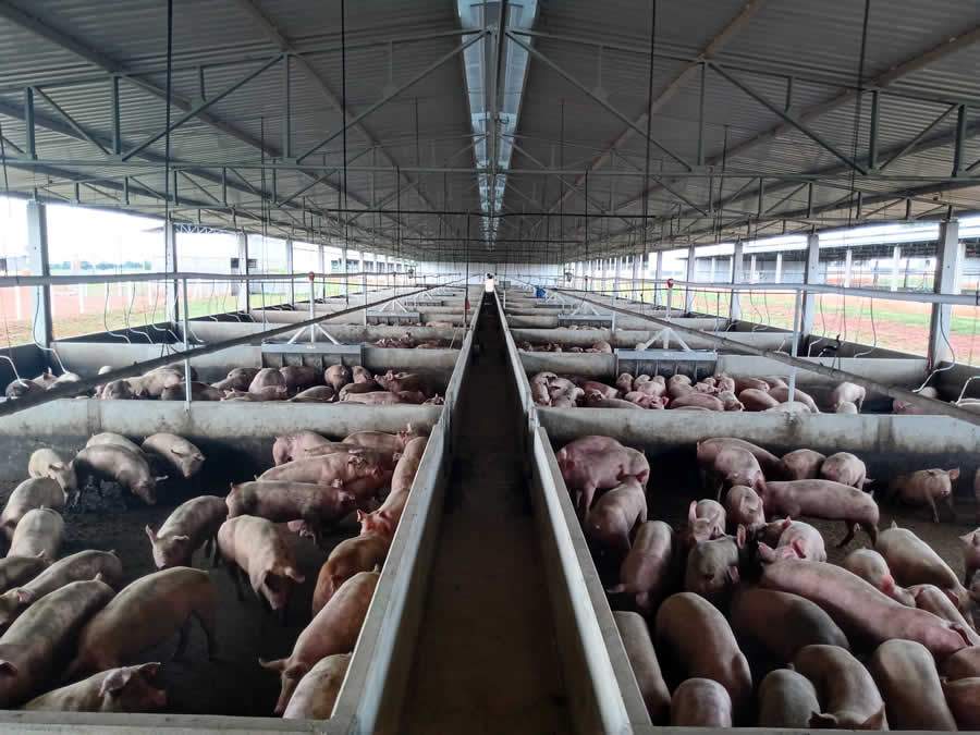 AUSTER-suinos-na-granja-Terminacao-de-suinos-exige-atencao-em-nutricao-sanidade-e-ambiencia-dos-animais-foto-Victor-Kuroki