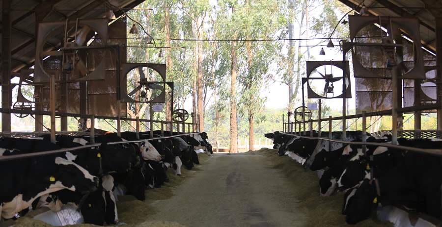 vacas Girolando em sistema free stall