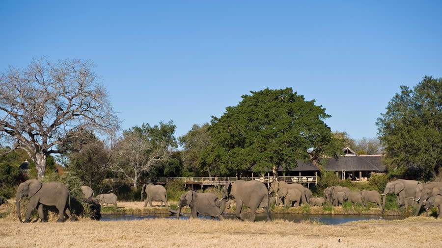 Guia de saf&aacute;ri conta como &eacute; a rotina na savana em per&iacute;odo de quarentena