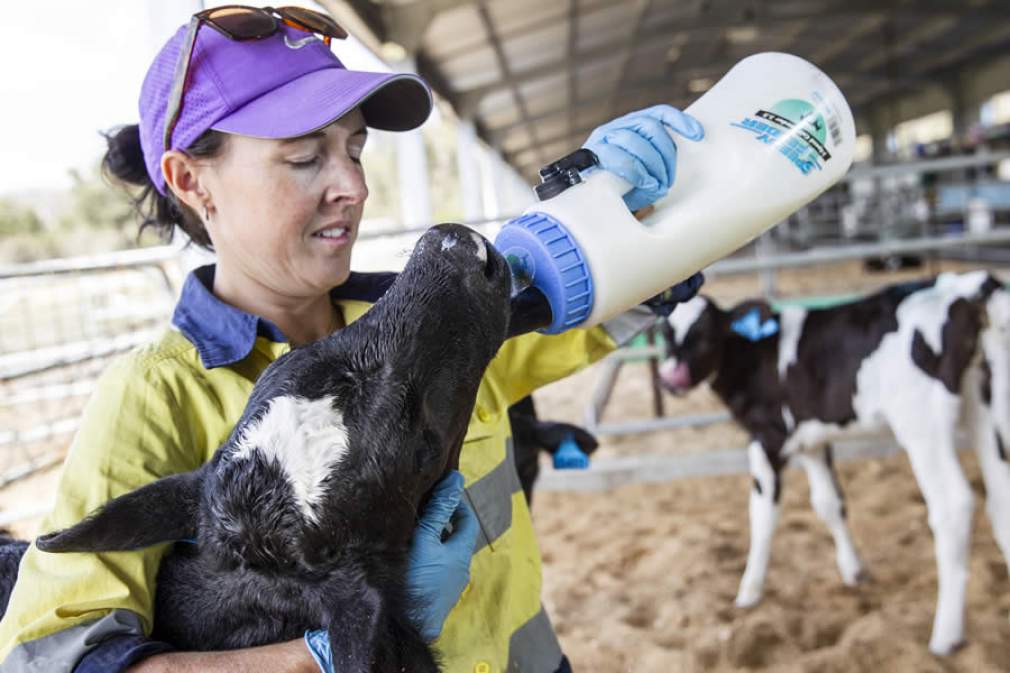 Alta Genetics divulga novos parâmetros de eficiência de colostragem de bezerras leiteiras