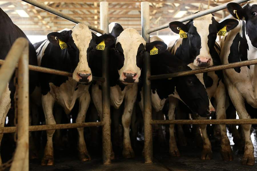 PHIBRO-Estresse-termico-no-gado-de-leite-Credito-Phibro