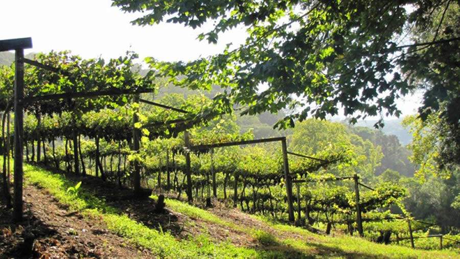 Vinhedos - Foto Divulgação Monte Reale