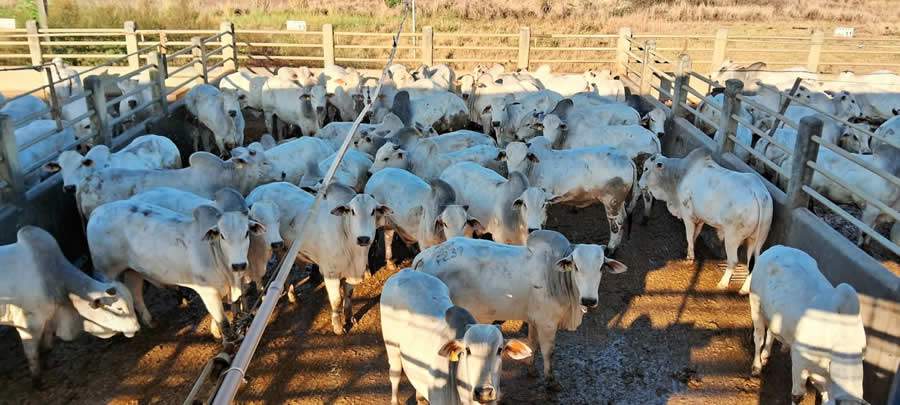 Conheça os vencedores da 30ª etapa nacional do Circuito Nelore de Qualidade 2023, em Itapetinga (BA)