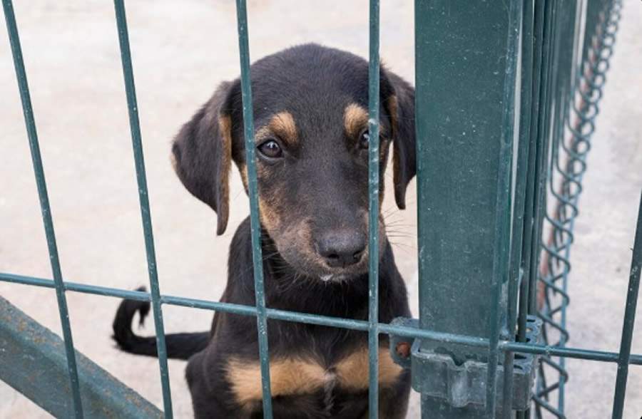  &nbsp;  Especialistas explicam os direitos dos pets - Divulga&ccedil;&atilde;o: Freepik