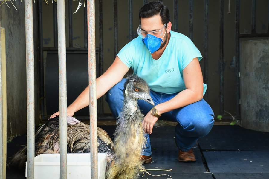 Rog&eacute;rio: &ldquo;Foi um desafio tratar dessa ave diariamente, mas conseguimos&rdquo; - Gabriela Oliveira