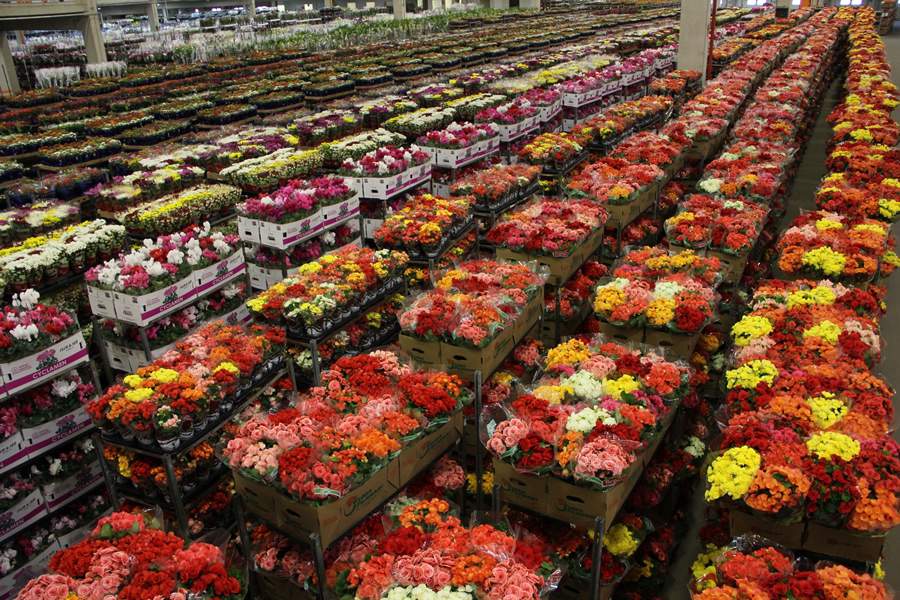 P&aacute;tio da Cooperativa Veiling Holambra - Divulga&ccedil;&atilde;o