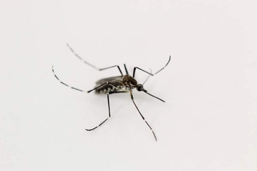 BASF orienta como se prevenir do mosquito Aedes aegypti neste verão