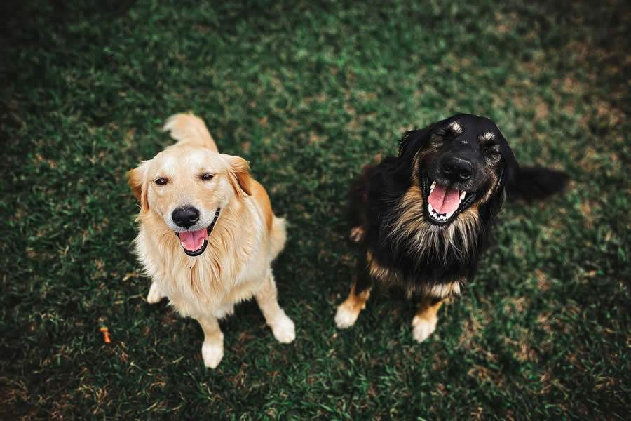  Temperaturas mais amenas e tempo seco aumentam condi&ccedil;&otilde;es favor&aacute;veis para infesta&ccedil;&otilde;es silenciosas e inflama&ccedil;&otilde;es na pele de pets. - Reprodu&ccedil;&atilde;o - Pexels