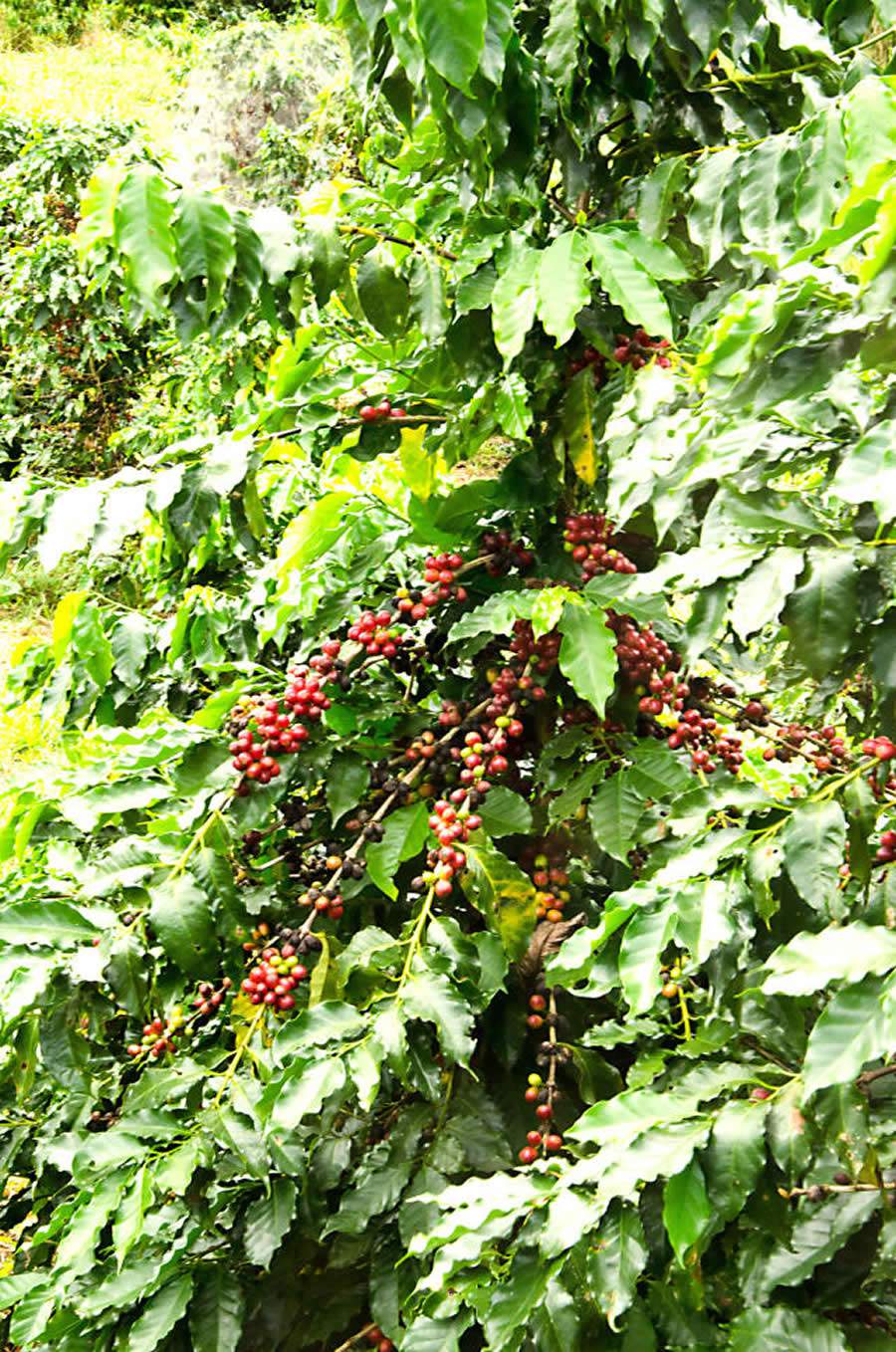 Caf&eacute; Ar&aacute;bica tipo Catua&iacute; - Credito da foto: Embrapa | Bruno de Andrade Imbroisi
