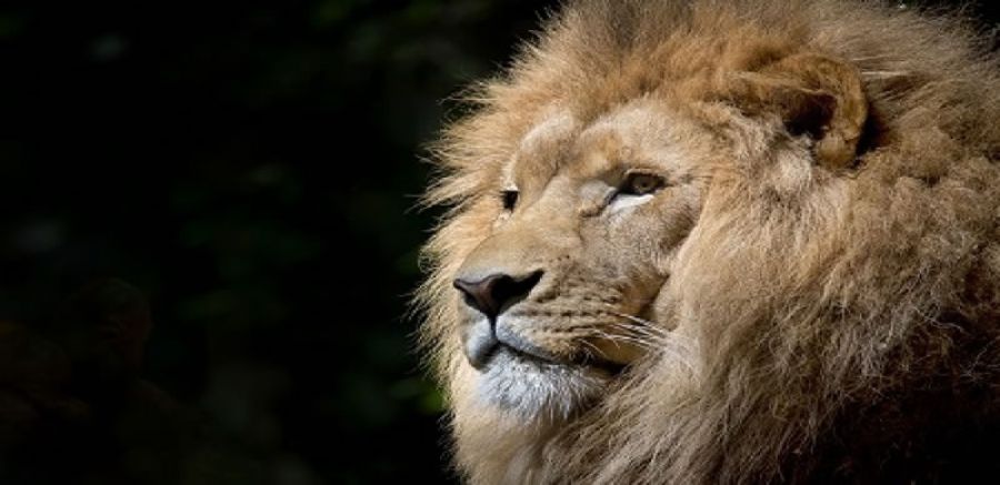 O Le&atilde;o Chegou