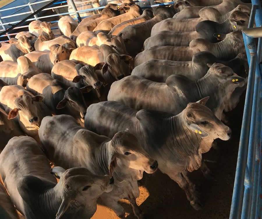 Animais jovens e com bom acabamento de gordura são destaque na 28ª etapa Circuito Nelore de Qualidade, em Lins (SP)
