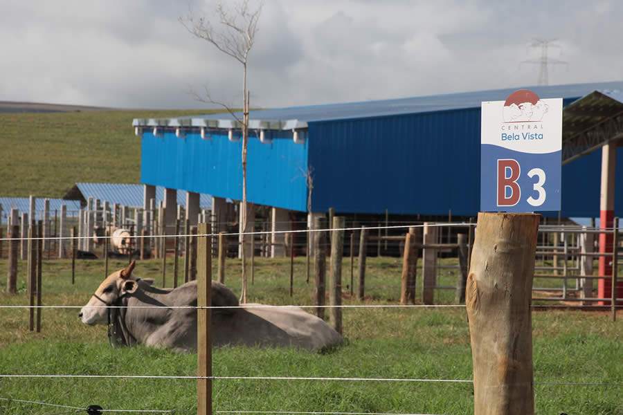 Central Bela Vista produziu 3 milhões de doses em 2019