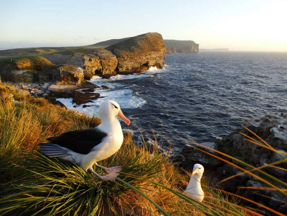 Casal de albatrozes em ilha de reprodução (Foto: Dimas Gianuca/Projeto Albatroz)
