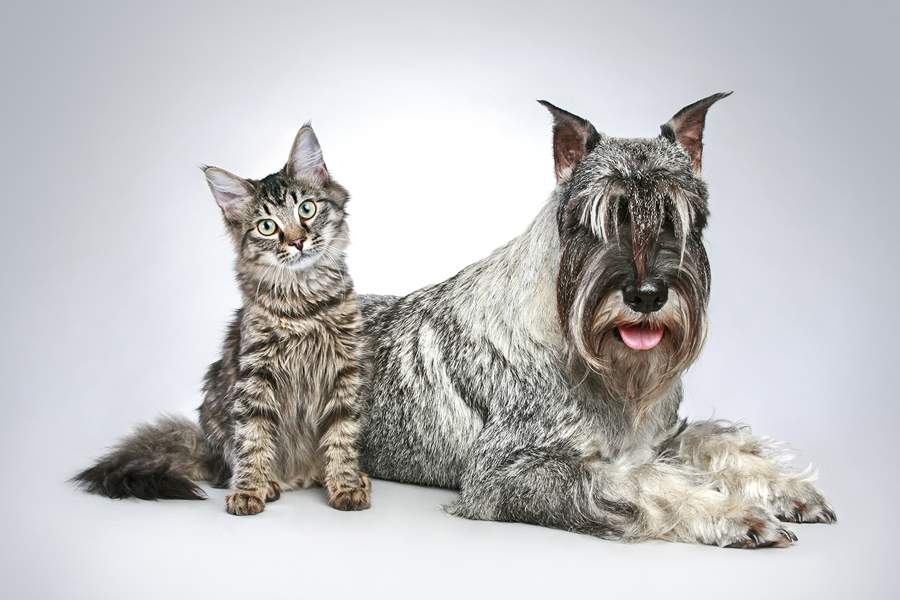 Palatabilidade e bem-estar de pets s&atilde;o focos da ICC Nutri&ccedil;&atilde;o Animal na Fenagra 2026