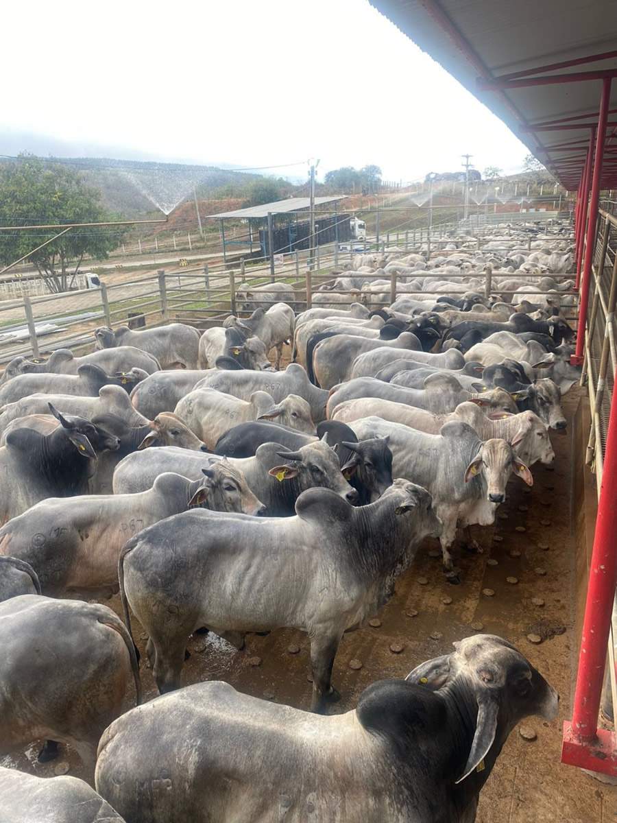 ACNB-Nanuque-MG-teve-1015-animais-avaliados-na-16-etapa-do-Circuito-Nelore-de-Qualidade-2022-foto-divulgacao
