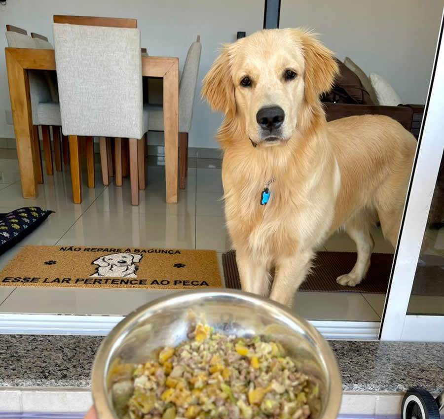 Dieta balanceada para pets ganha destaque no mercado