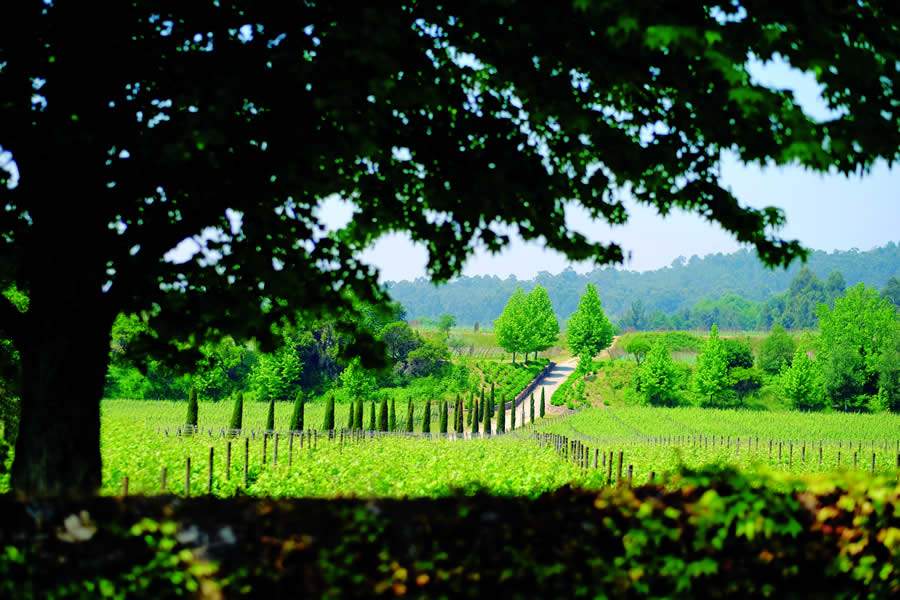 Regi&atilde;o dos Vinhos Verdes, de Portugal, participa pela primeira vez - Divulga&ccedil;&atilde;o