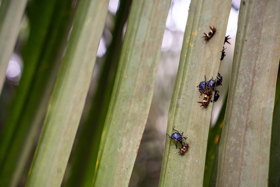  Em suas plantações, a Agropalma desenvolve um trabalho de controle biológico de pragas. - Divulgação (Agropalma)