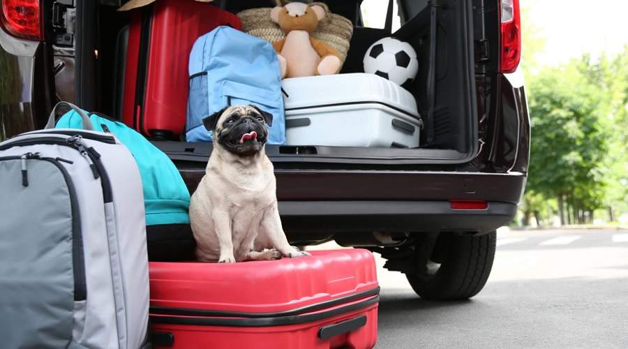Viagem com pet - Divulgação
