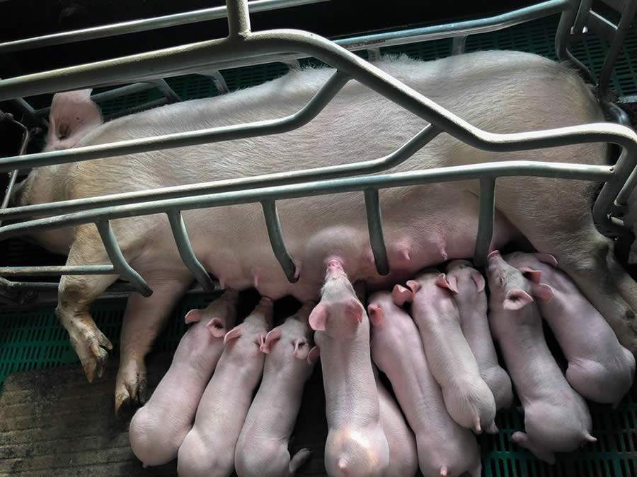 Inflamações podem evoluir para septicemia e levar fêmeas suínas à morte