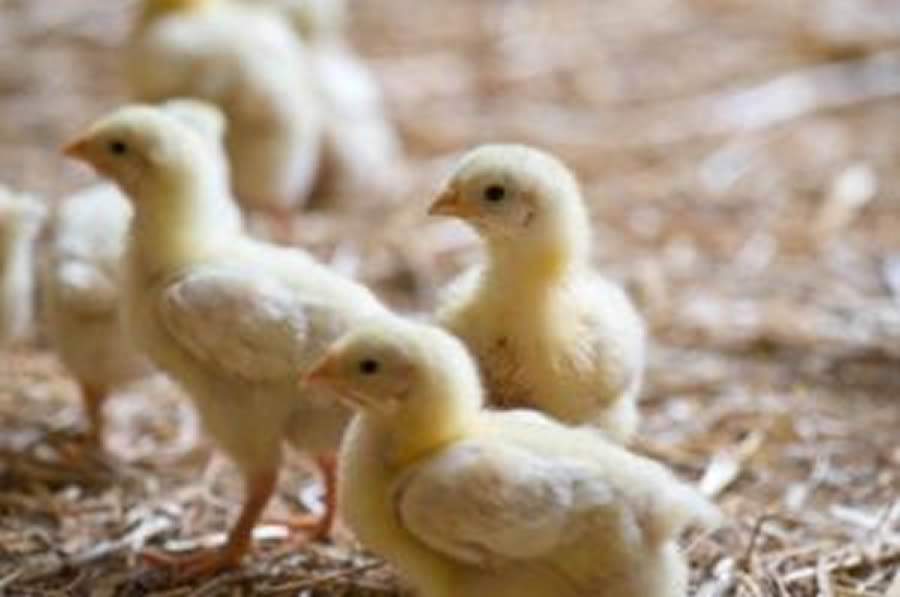 Cr&eacute;dito: Divulga&ccedil;&atilde;o