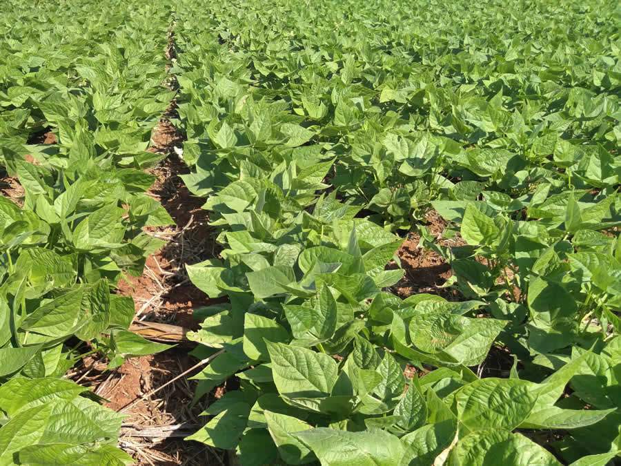 Manejo biológico leva inúmeros benefícios à cultura do feijão