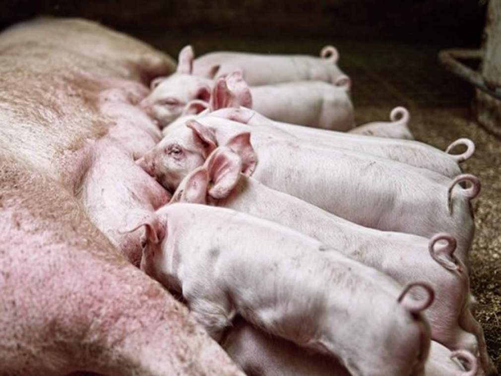 Desempenho reprodutivo eficiente da fêmea suína garante alta produtividade