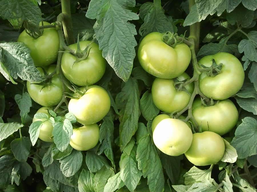 Produtores aprovam firmeza e durabilidade do tomate Itaipava
