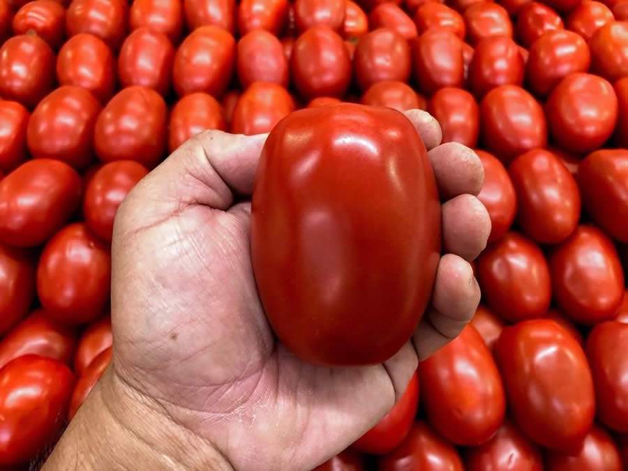 Os diferenciais do tomate Vero pela ótica do hortifrúti