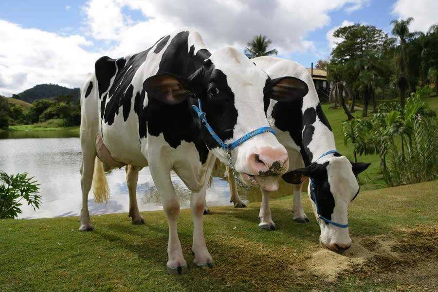 Por quê utilizar aromas em rações comerciais para bovinos leiteiros?