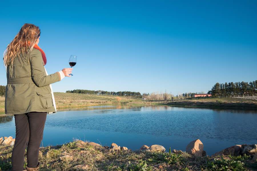 Colheita Memor&aacute;vel de Tannat Surpreende &agrave; Especialistas Uruguaios