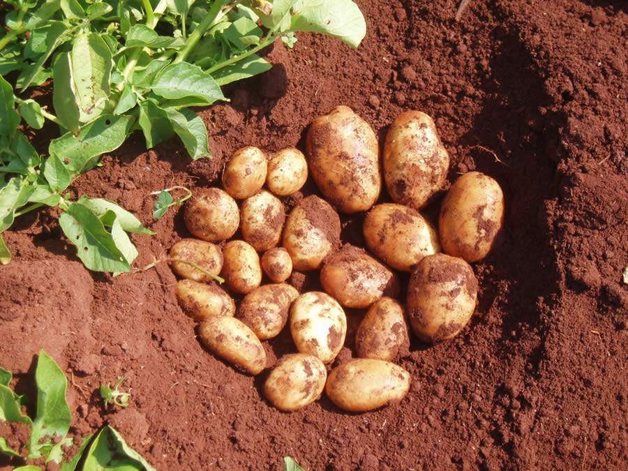Batata 2021: O que esperar da safra deste ano?