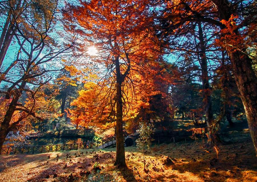   O laranja e avermelhado imperam nas &aacute;rvores de Campos do Jord&atilde;o durante a esta&ccedil;&atilde;o do Outono - @_amandi_ah