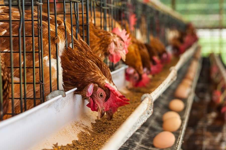 Auster orienta sobre a nutrição adequada para aves, influenciando qualidade e quantidade dos ovos