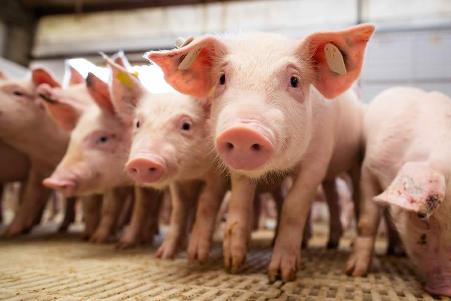 Indústria tem papel fundamental na conscientização de uso racional de antibióticos na produção animal
