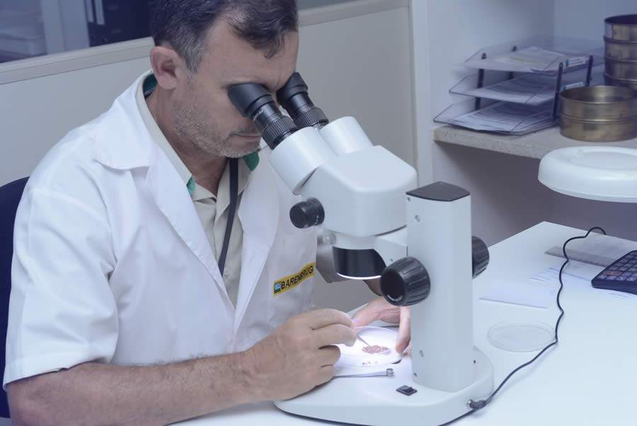 Barenbrug auxilia como identificar uma semente pirata