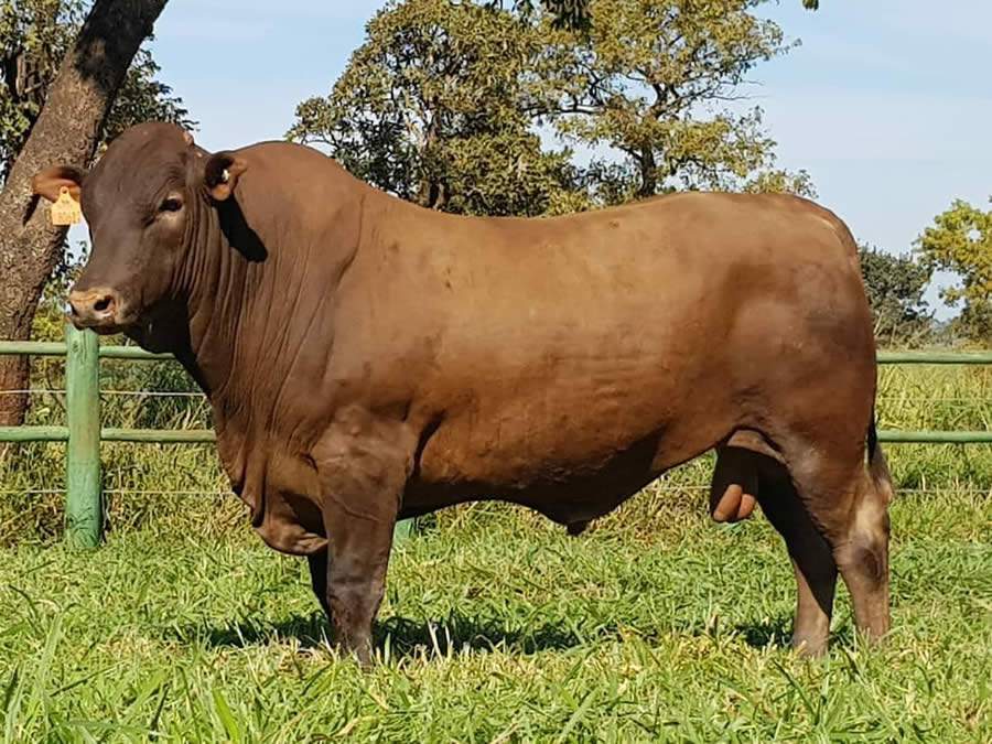 Montana Calidad seleciona fêmeas para emprenhar aos 14 meses de idade