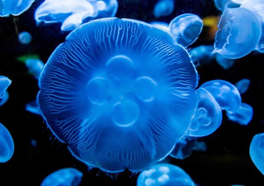 &Aacute;guas-vivas viram atra&ccedil;&atilde;o em biblioteca da Univali em Itaja&iacute;