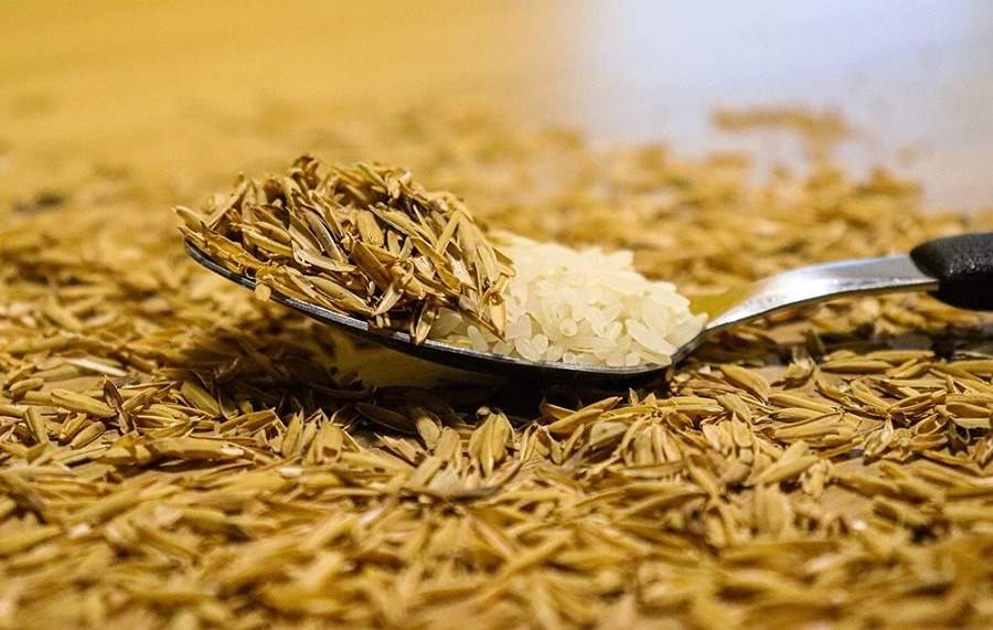 Com a colheita do arroz, conheça a origem dos principais grãos da Kiarroz