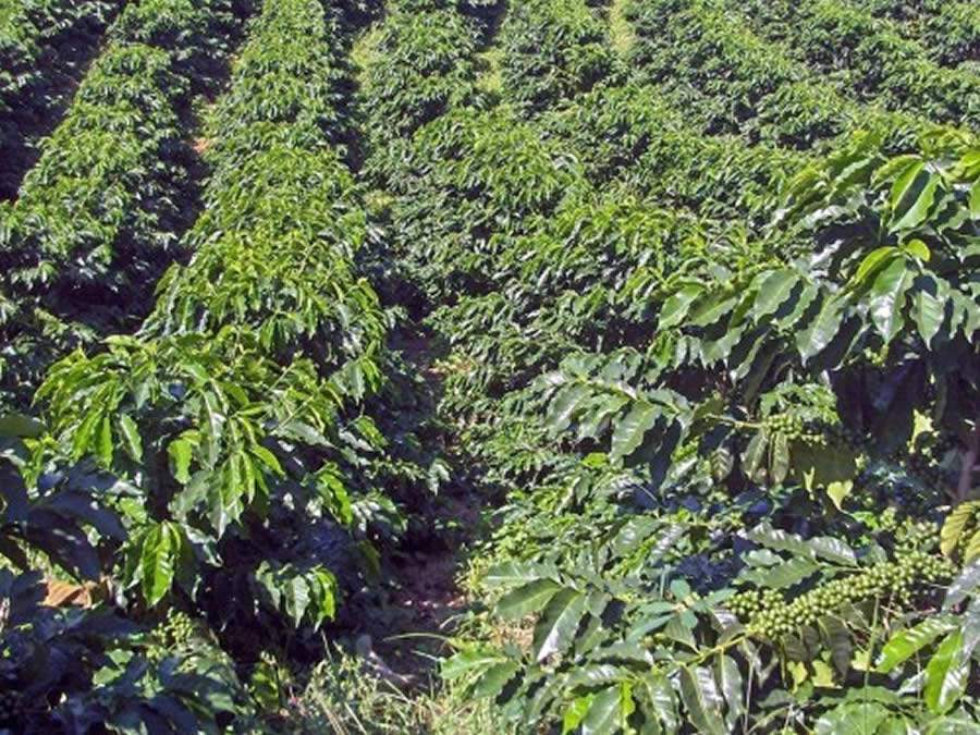 Importância dos teores foliares adequados do micronutriente cobre na cafeicultura
