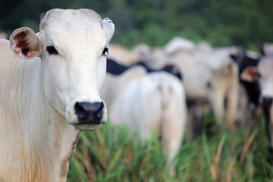 Potente combinação de princípios ativos combate infecções e garante engorda dos bovinos