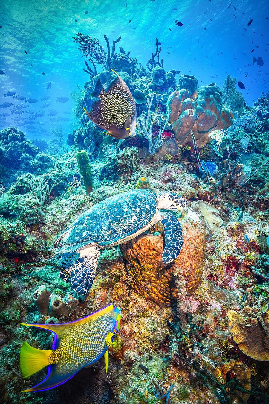 Tiffany &amp; Co. mobiliza US$ 6,5 milh&otilde;es para beneficiar a preserva&ccedil;&atilde;o da natureza em cinco regi&otilde;es geogr&aacute;ficas chave, onde o tempo &eacute; essencial