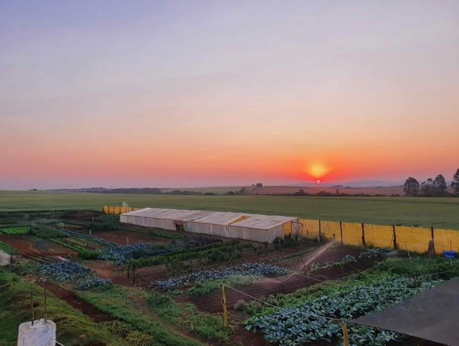 Há três anos, Rolinda Salomons produz diversas hortaliças pela região dos Campos Gerais - Créditos: Rolinda Salomons/Divulgação