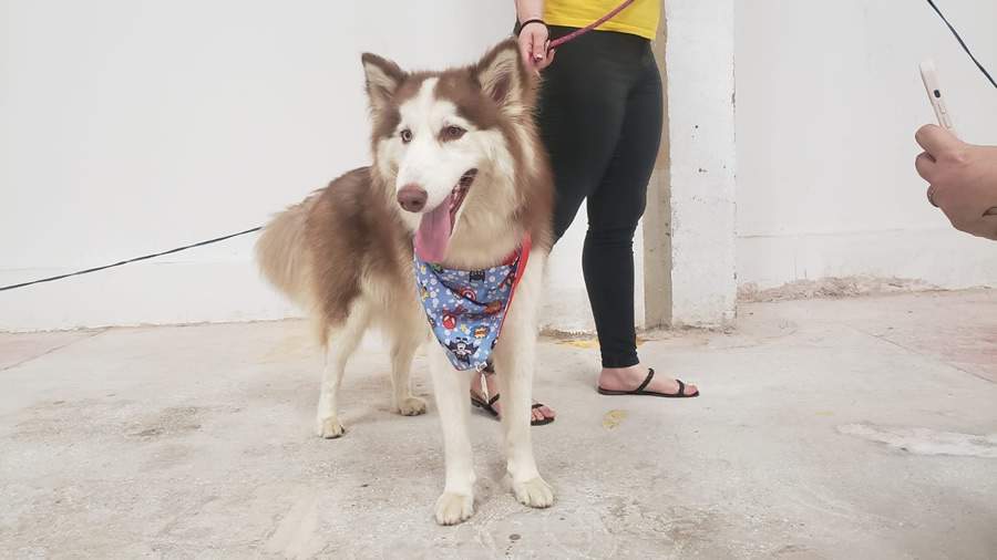 Acess&oacute;rios tamb&eacute;m foram op&ccedil;&otilde;es para enfeitar os pets - Divulga&ccedil;&atilde;o