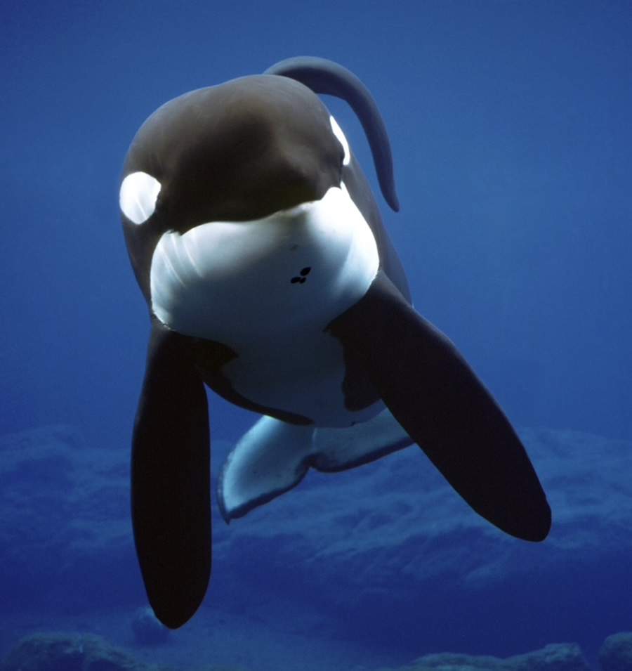 Crédito: Cortesia da Fundação Keiko Free Willy