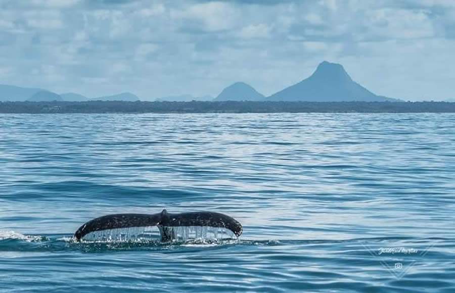 Cr&eacute;dito da imagem: Janderson Martins