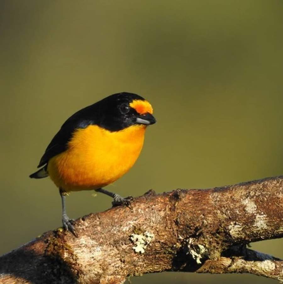 Macho de gaturamo-verdadeiro (Euphonia violacea). Cr&eacute;dito: Miguel Flores