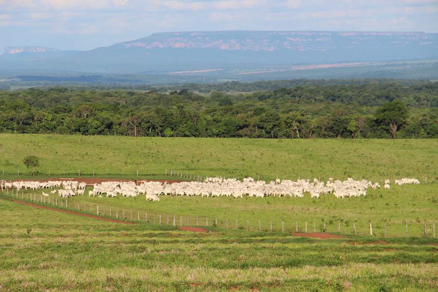 Por que é importante comprar touros com avaliação genética?