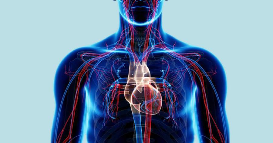 saude cardiovascular - reprodu&ccedil;&atilde;o pixabay